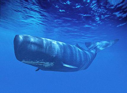 Sperm Whale