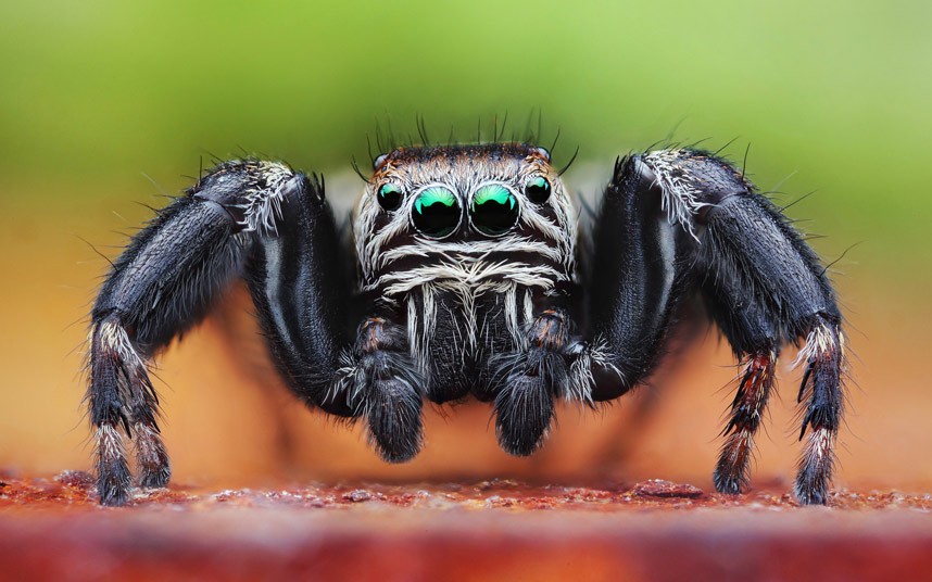 Jumping Spider