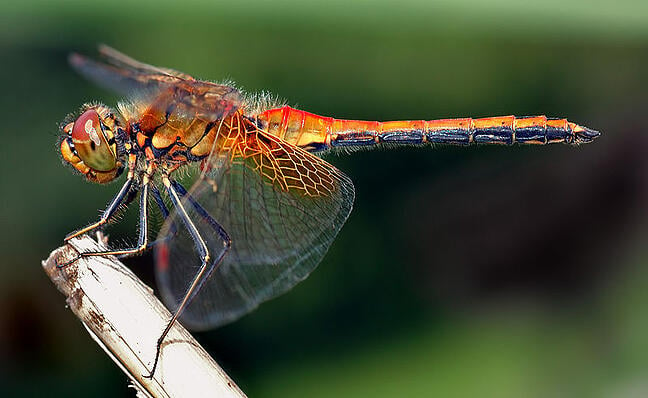 Dragonfly