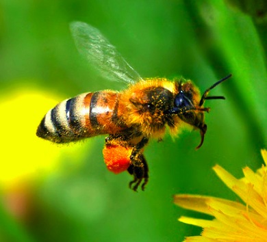 Bee