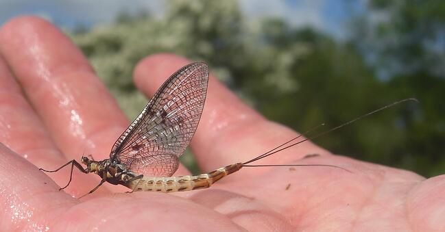 Mayfly